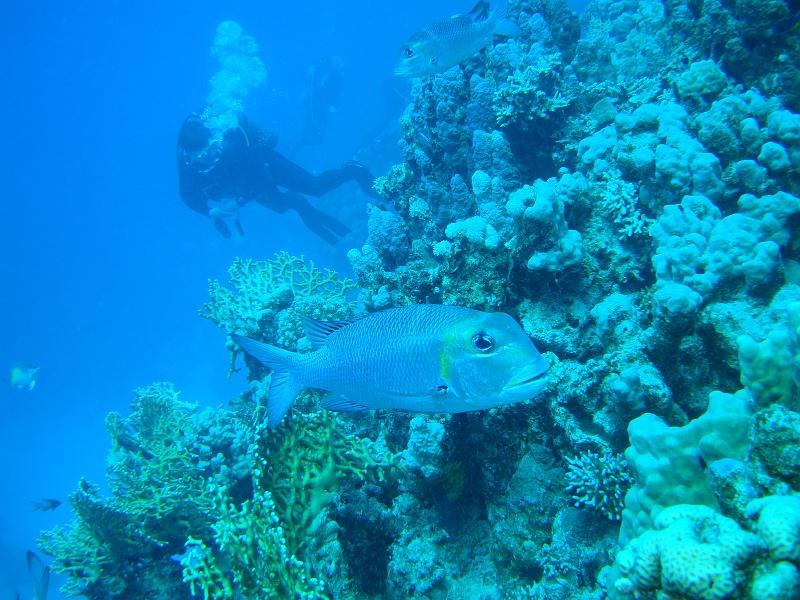 Shagra015.JPG