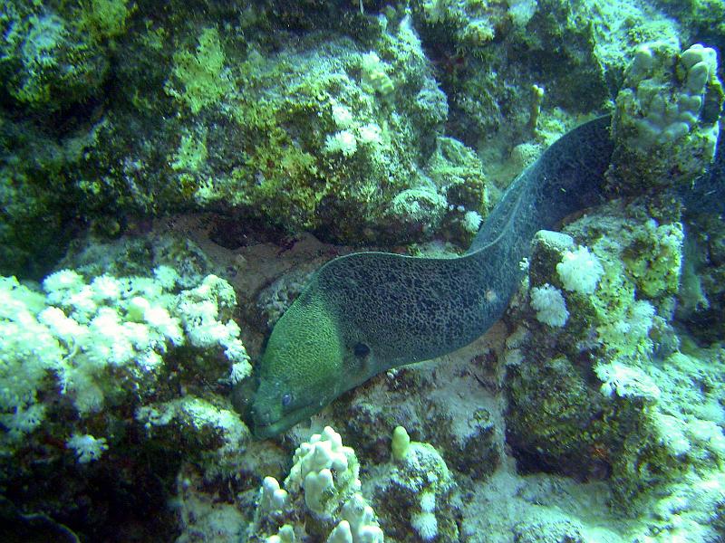 Shagra032.JPG