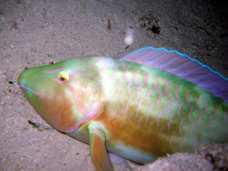 Shagra049.JPG
