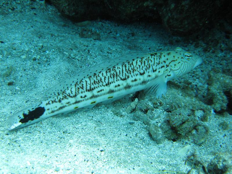 Shagra076.JPG
