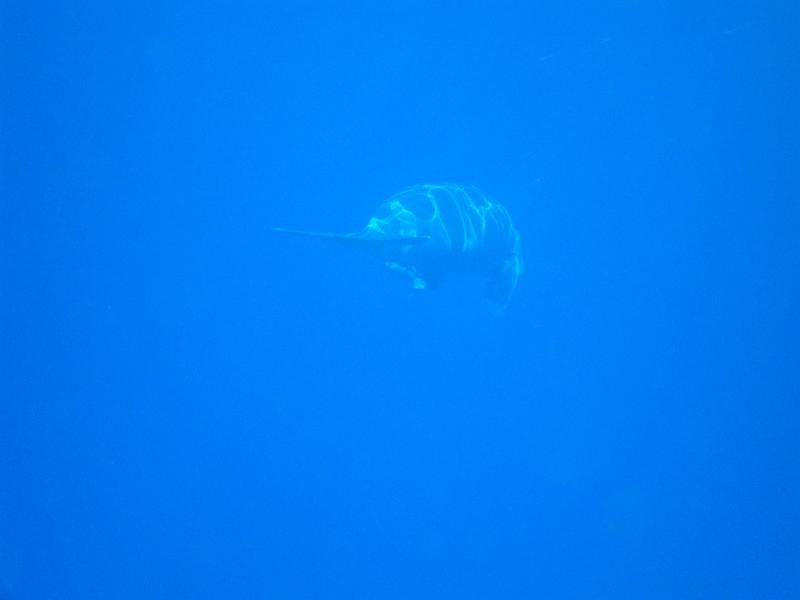 Shagra113.JPG