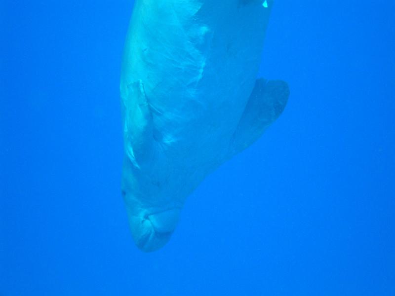 Shagra124.JPG