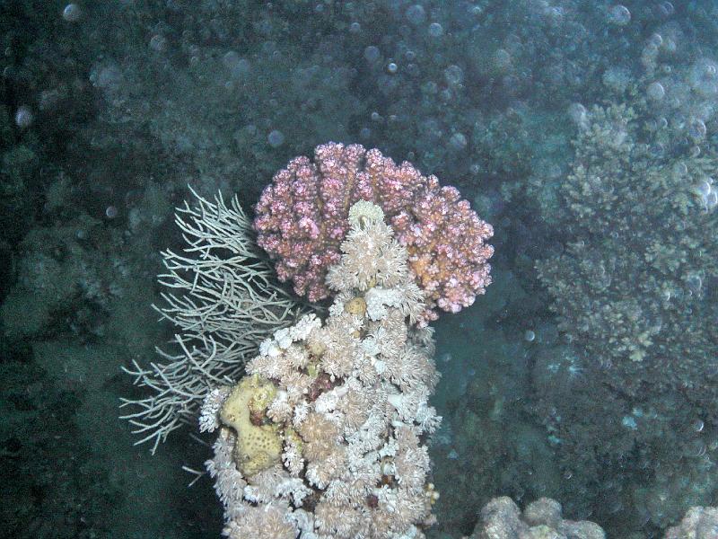 Shagra138.jpg