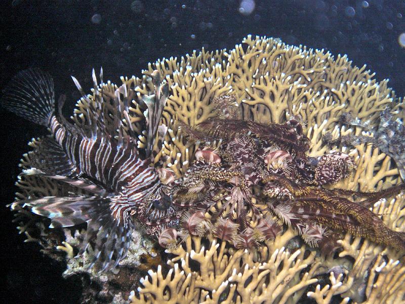 Shagra145.jpg