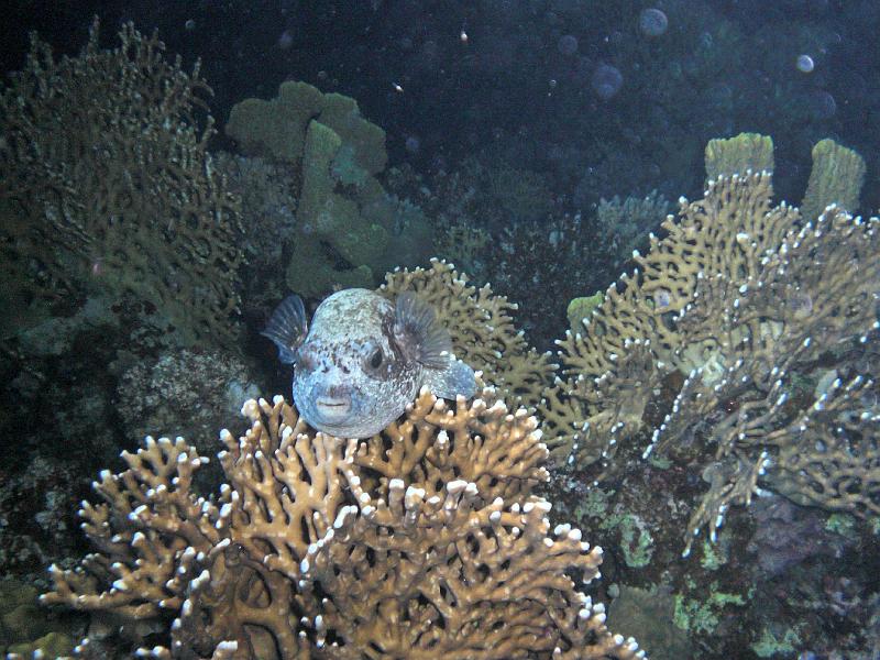 Shagra156.jpg
