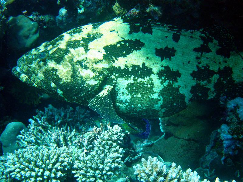 Shagra166.jpg