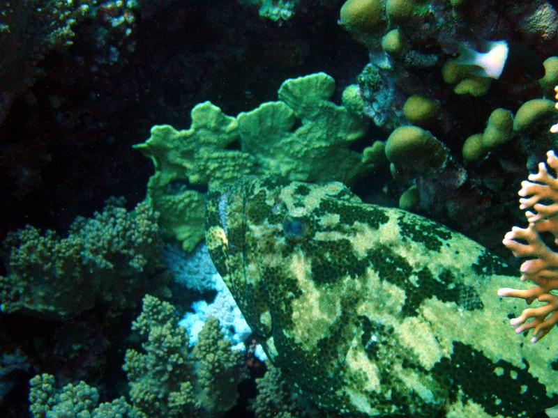Shagra167.jpg