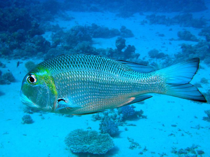 Shagra181.jpg