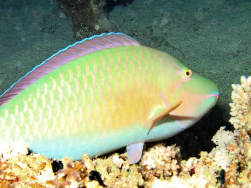 Shagra218.JPG