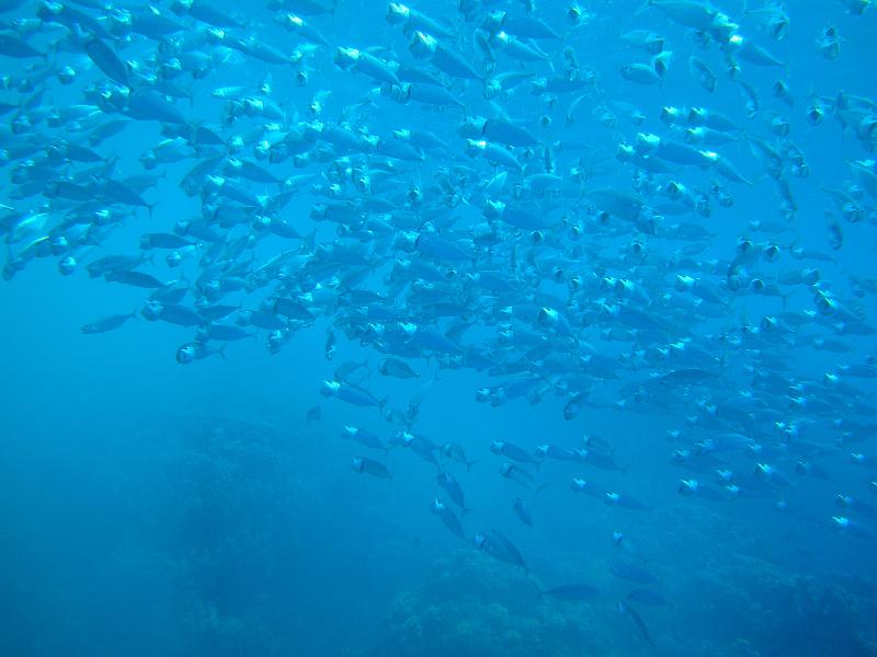 Shagra222.JPG