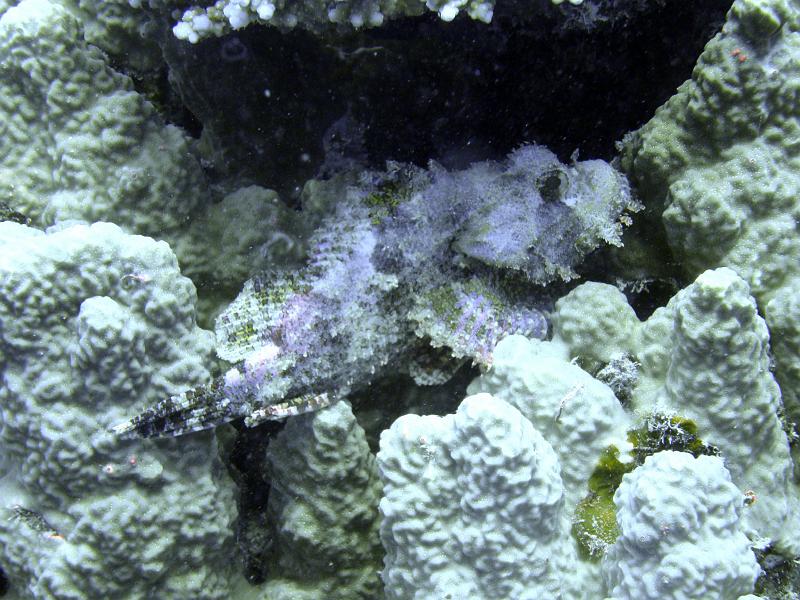 Shagra227.jpg