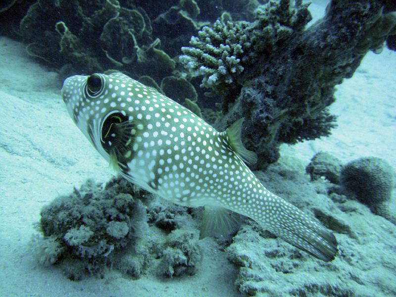 Shagra231.jpg
