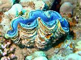 Shagra056